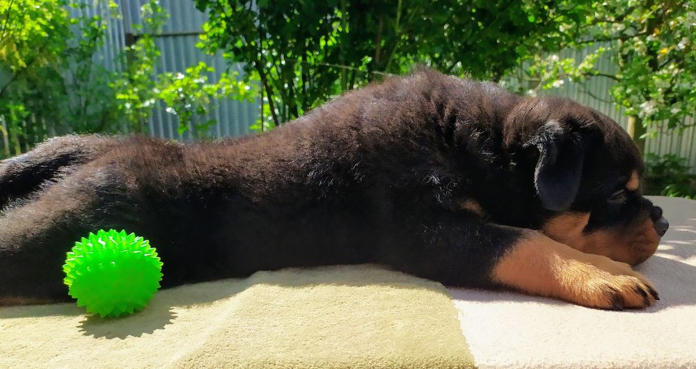 Ротвейлерята, хлопчики КСУ.