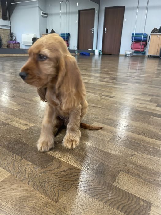 Cocker Spaniel Angielski