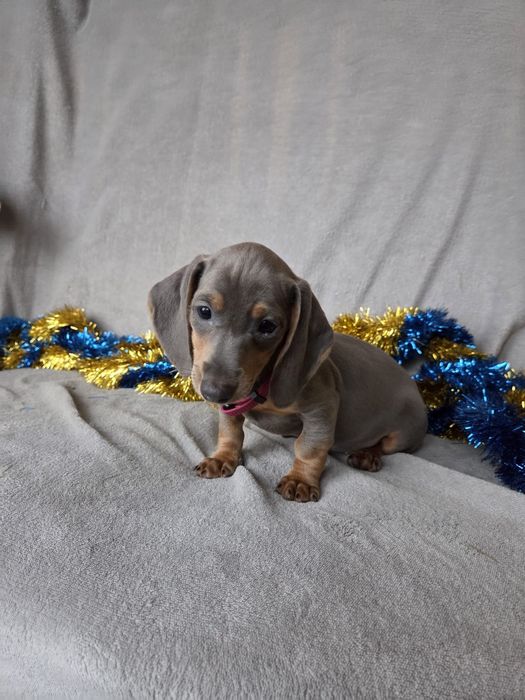 Jamnik miniaturowy - blue