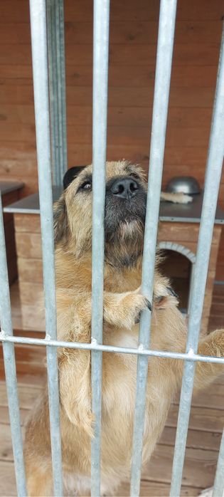 Bono - średni terrierek szuka domu