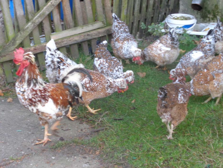 Jaja legowe czubatki. Drób ozdobny