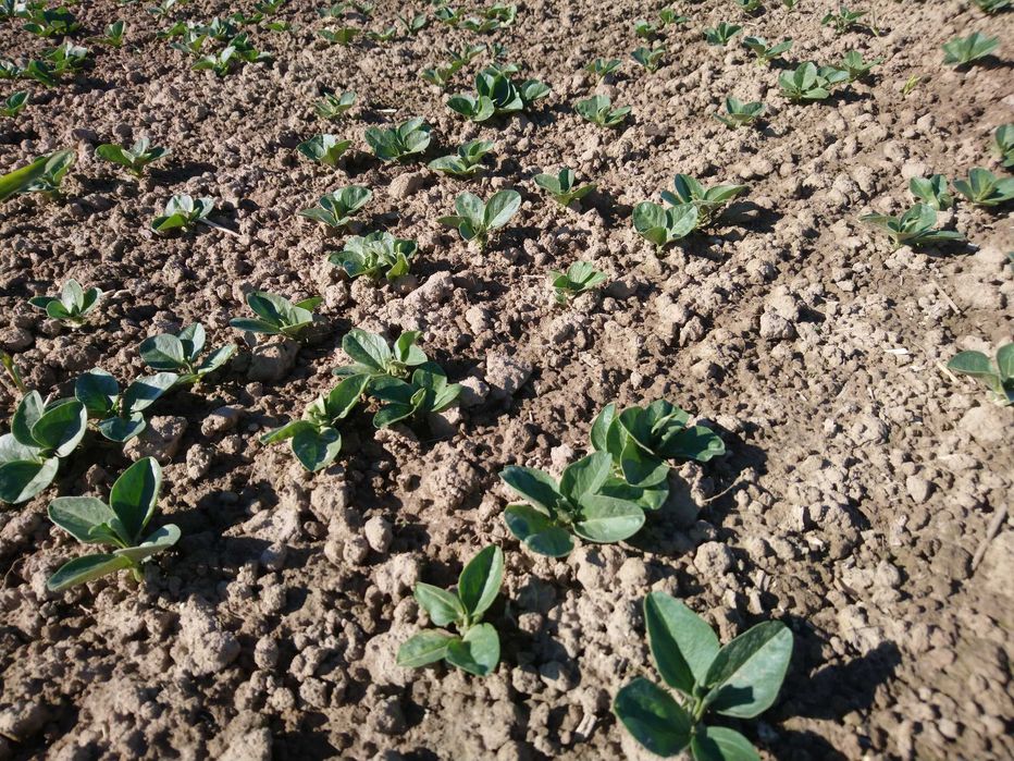 BOBIK ze zbiorów 2025