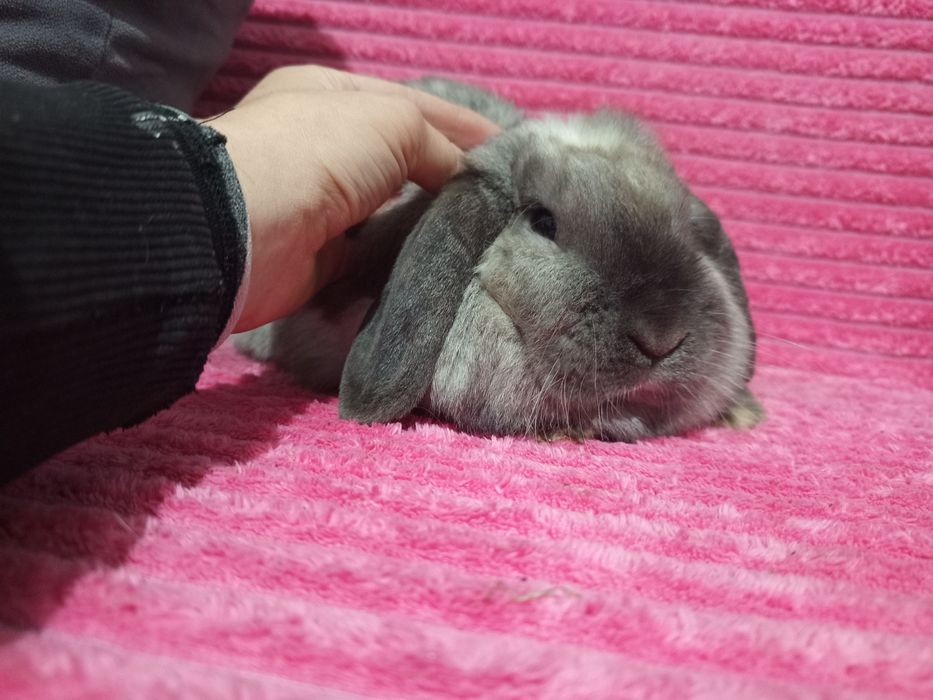 Królik mini lop samiczka