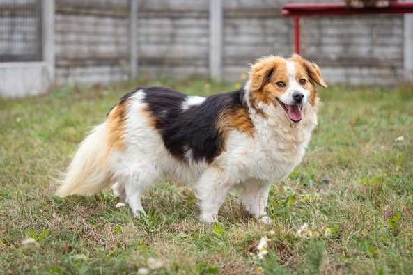Porzucony Piesek szuka domku