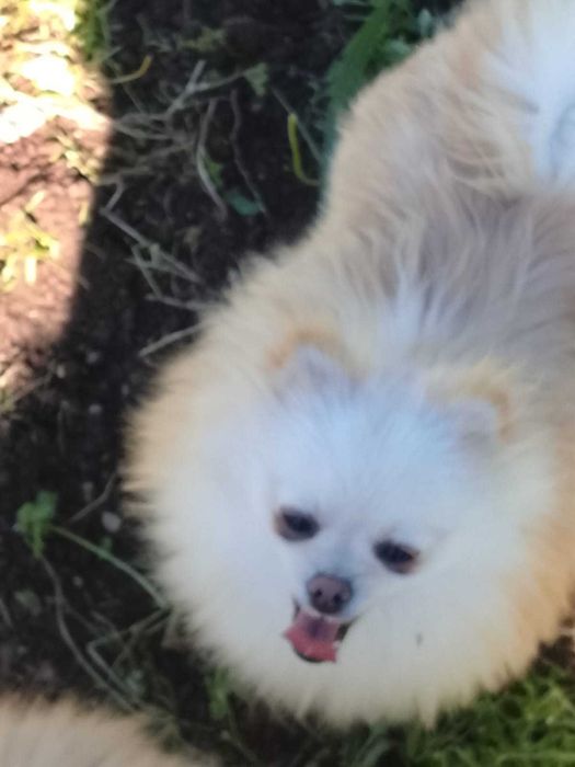 Sptiz Lulu de pomerania