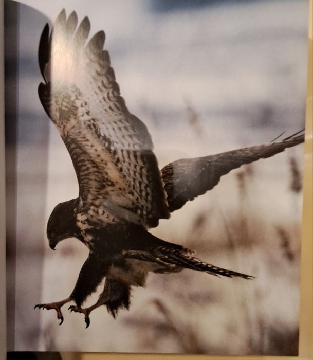 Livro sobre Caça,  em Castelhano, Kurt G. Blüchel