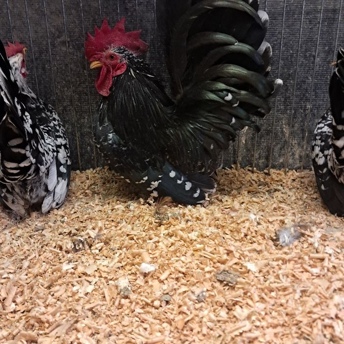 Jaja legowe kura fryzyjska,schabo