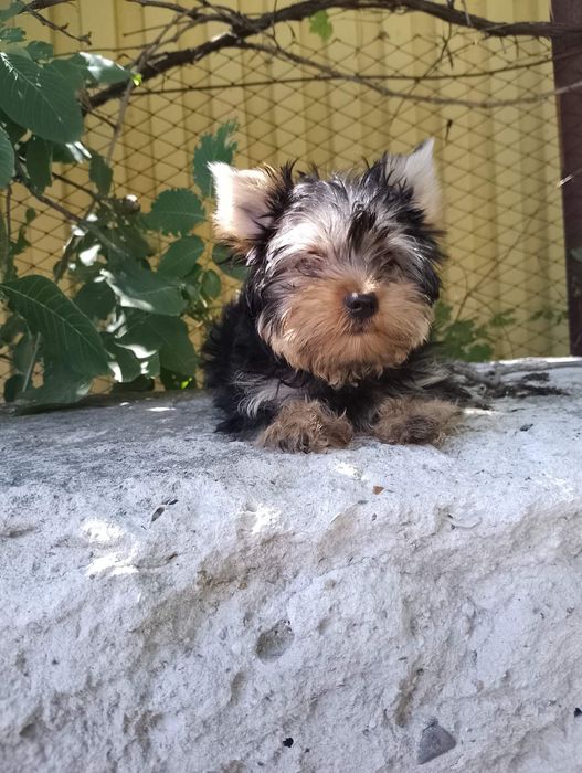 Чудовi цуцики Йорики