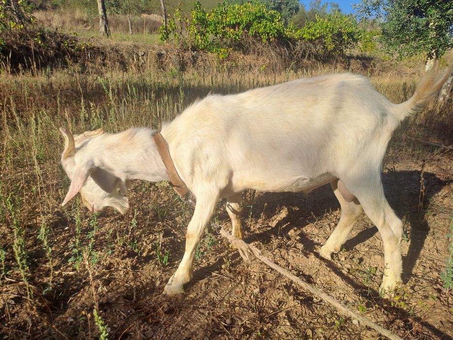 Cabrito Sannen puro com 7 meses
