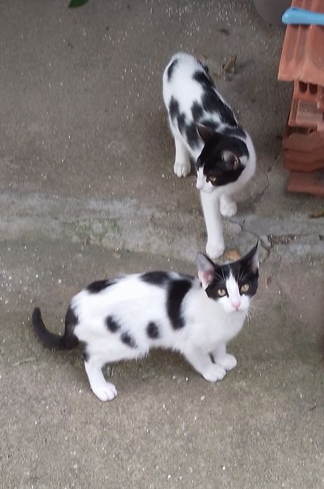 Animais para adoção