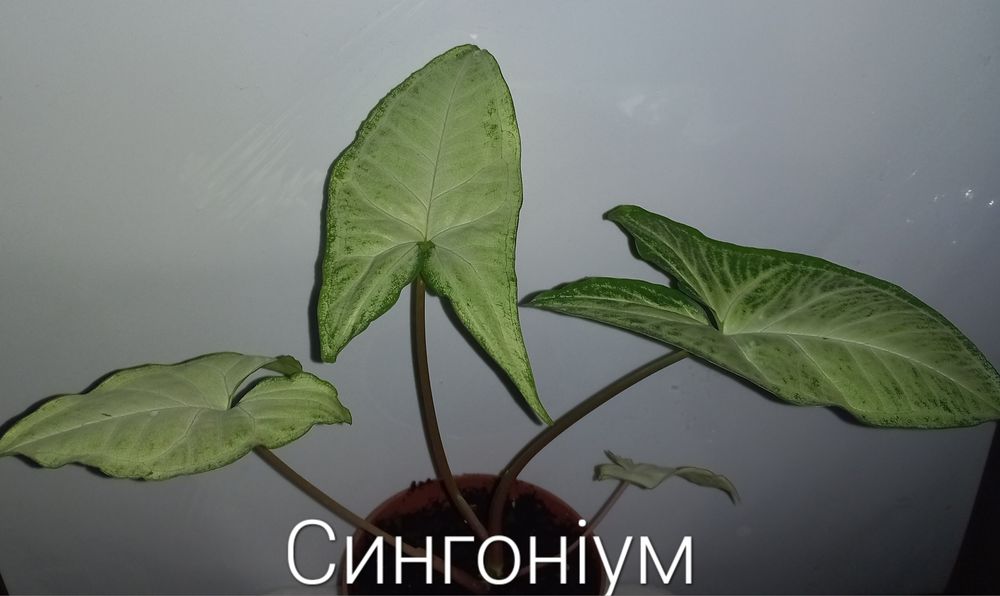 Епіпремнум, рео,хойя,ломикамінь.