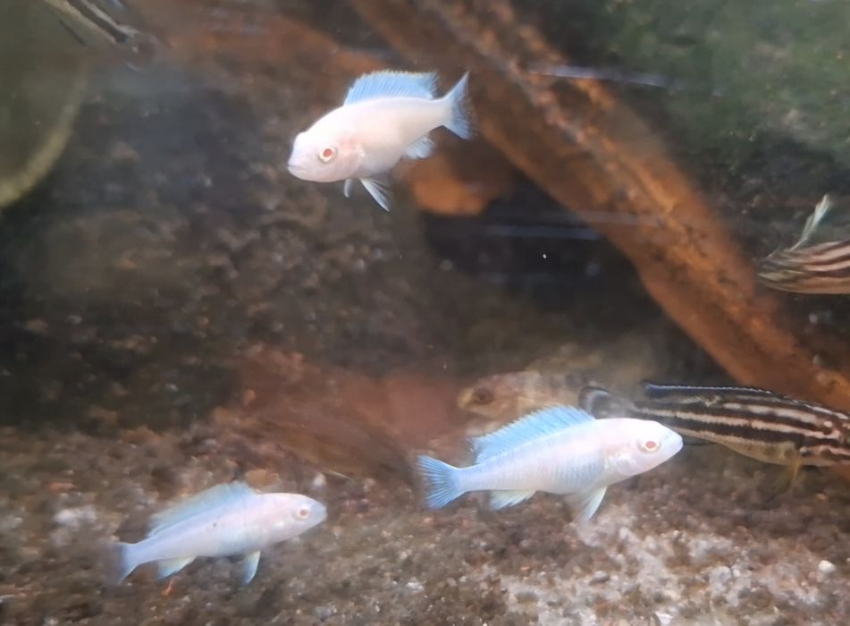 Pseudotropheus Zebra Albino