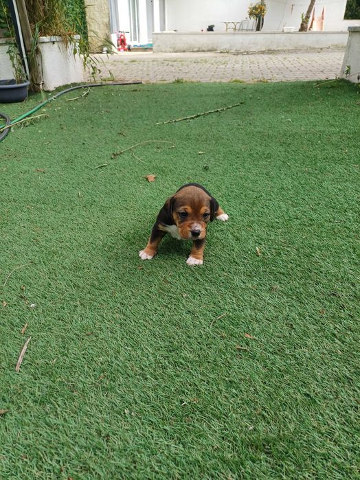 Cachorros para Adoção Responsável