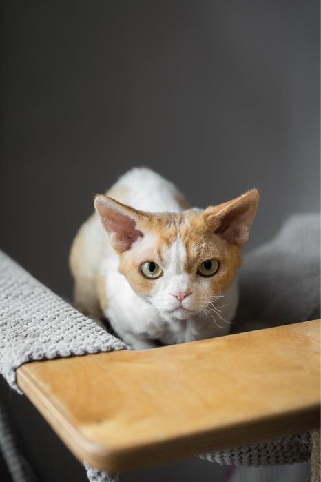 Kocur Devon Rex - Rudy Bicilor - Tęczowy Agat