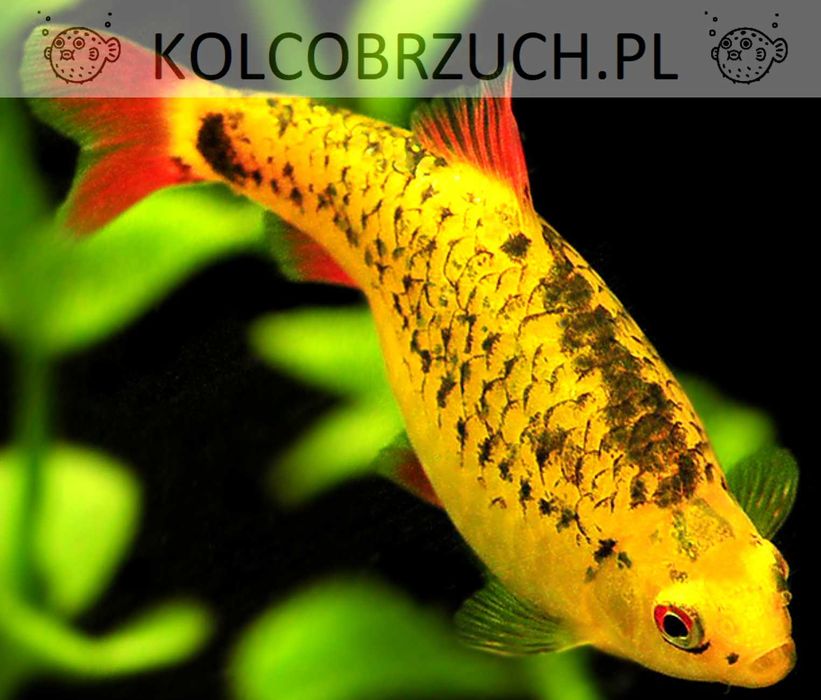 Brzanka brokatowa - Brzanka Schuberta - Brzanka chińska - dowóz
