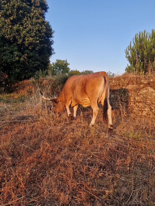 Vaca cachena velha