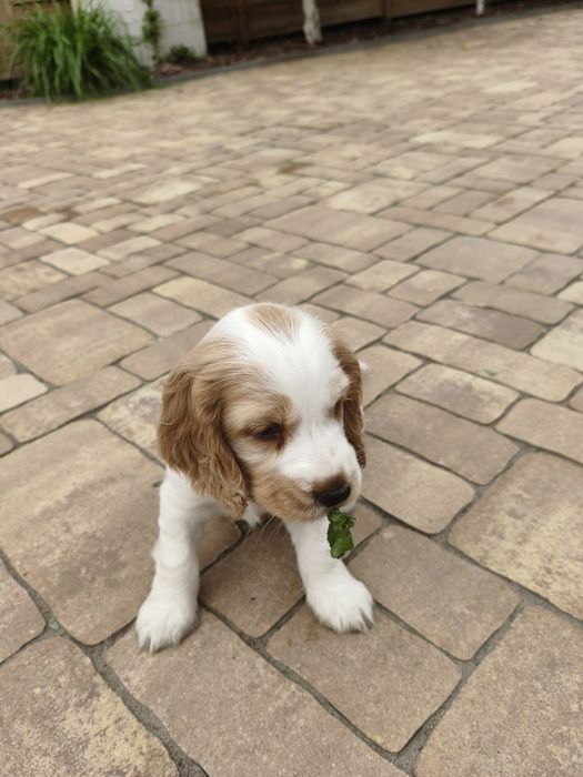 Cocker Spaniel Angielski