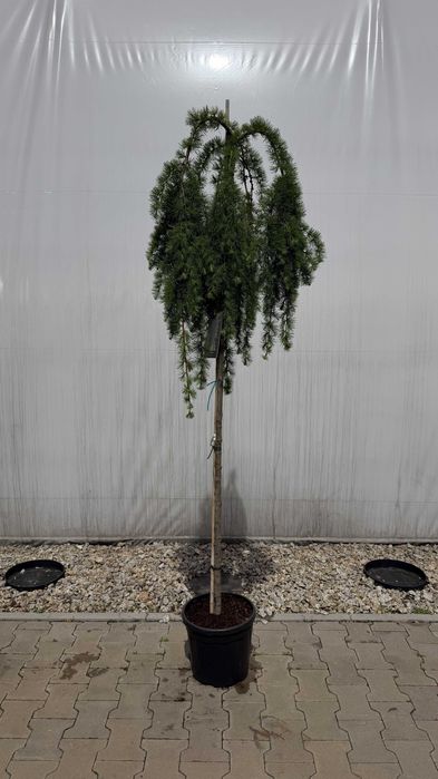 Larix kaempf. "Pendula" Pa 180cm