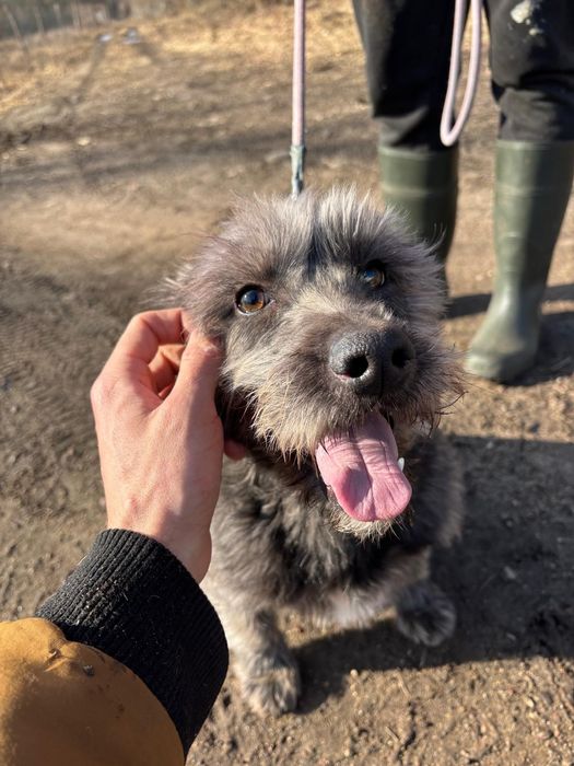 Alex, pies do adopcji