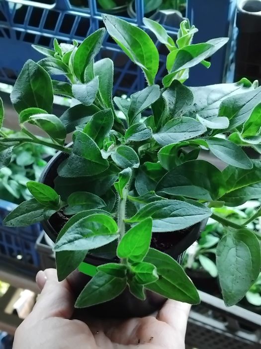 Тайдали,бланкет,віста