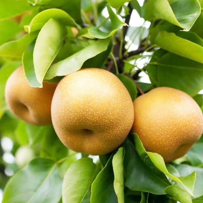 Саджанці азіатської груші ОПТ–Роздріб / Саженцы азиатской груши ОПТ