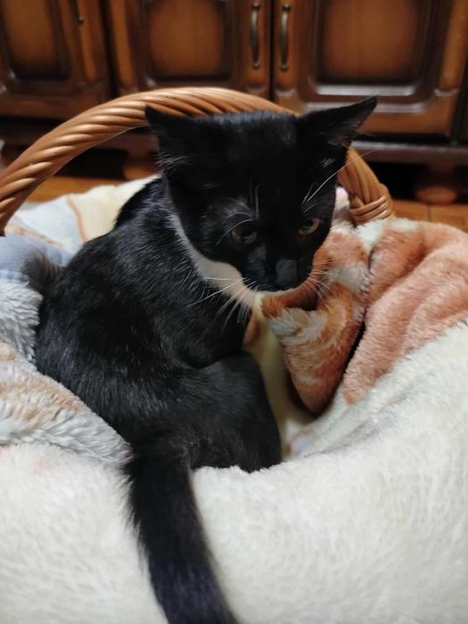 Dwa maluszki ,8 tygodniowe kocięta proszą o domy.