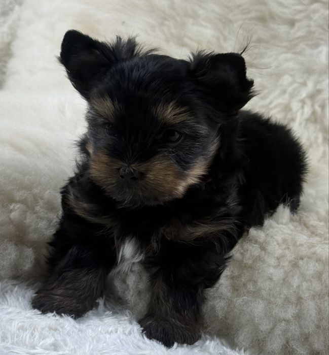 Chlopczyk biewer yorkshire terrier