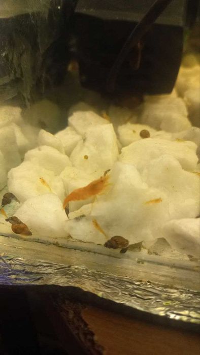 Креветкі для акваріума