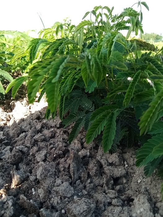 Albicja jedwabista sadzonki - Albizzia julibrissin