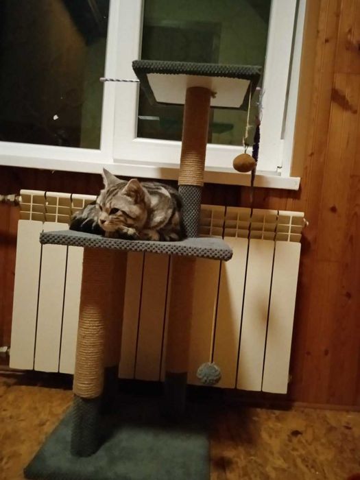 Перетримка котів в окремій кімнаті. Запис на лютий!