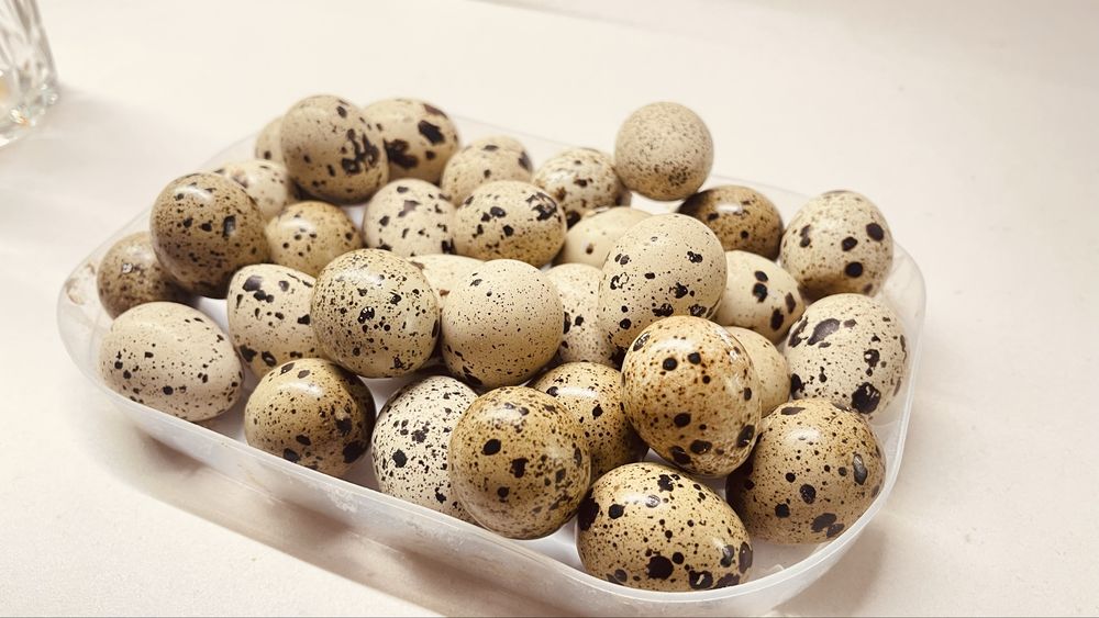 Ovos de Cordonizes