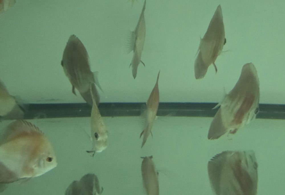 Pack 5 discus  7 9 cm por apenas 150€