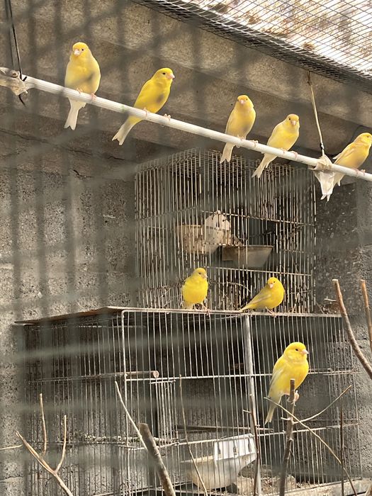 10 Canários amarelos