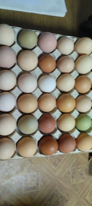Яйця курячі домашні