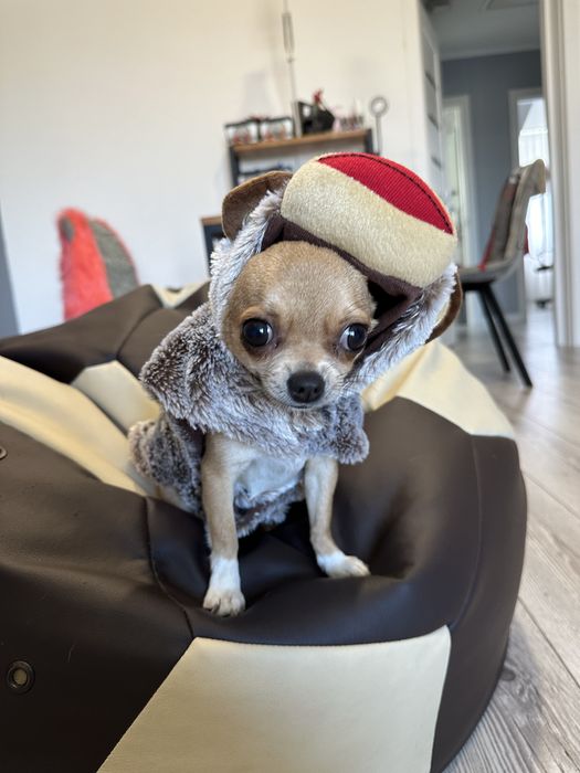 Костюм мавпочки і овечки для маленьких песиків собачий одяг прикольний