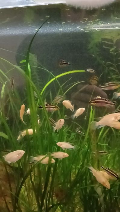 Kribensis albinos e normais