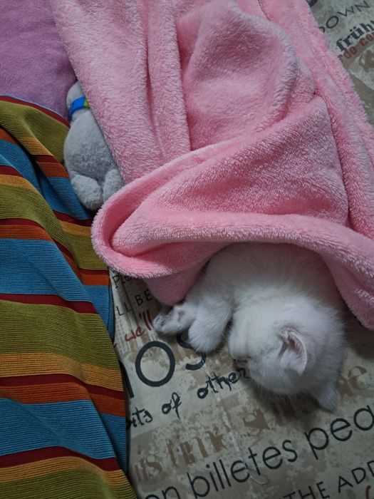 Кошенята шотландські