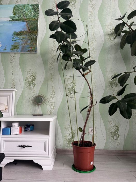 продам фікуси квіти