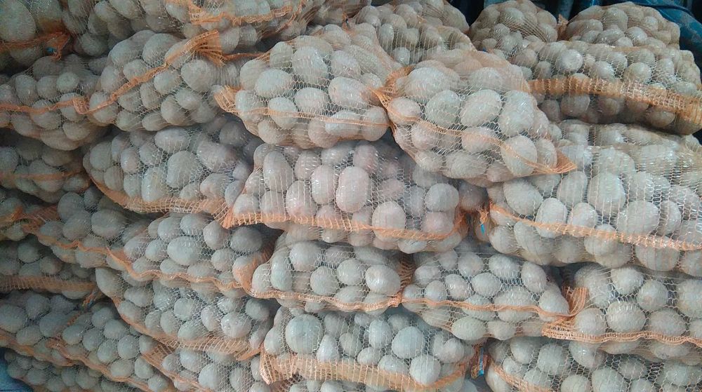 Ziemniaki Bellarosa i Soraja