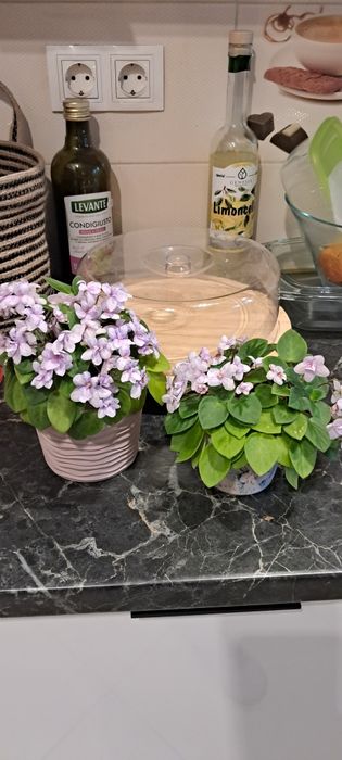 Фіалка Rob's Boolaroo