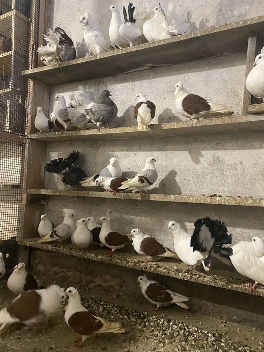 Sprzedam gołebie ozdobne