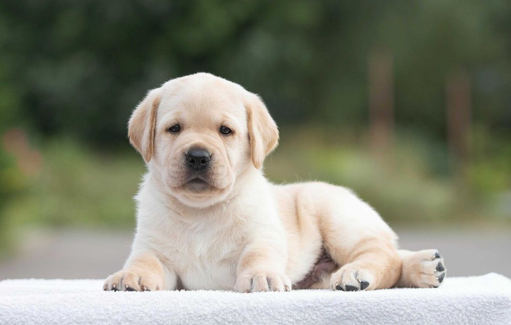 Мрієте про лабрадора