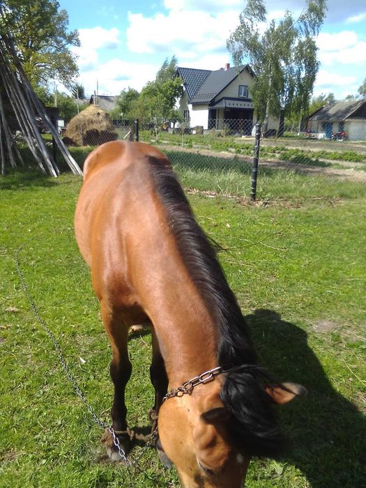 Продам коня 4 роки