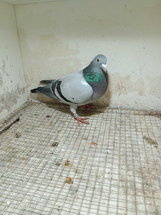 34.Gołębie pocztowe. Samica DV 2025. Rewelacja