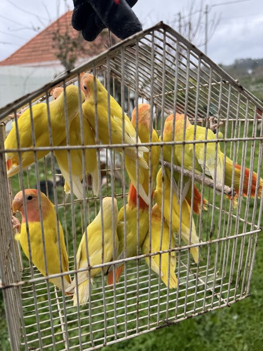 Agapornis roseicollis de várias cores