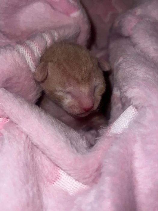 Luxusowe koty Cornish rex RUDY chlopczyk - wyjątkowe  oczy 1 na milion