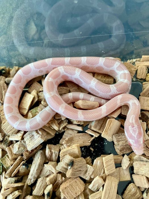 Wąż zbożowy - Micro-Scaleless Snow