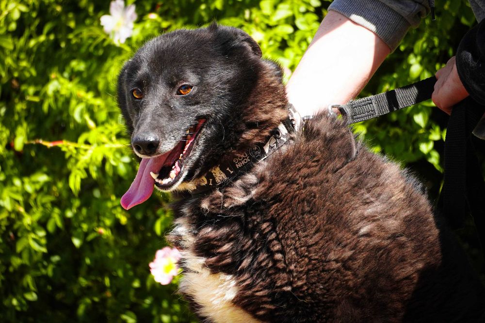 Funia - śliczna sunia