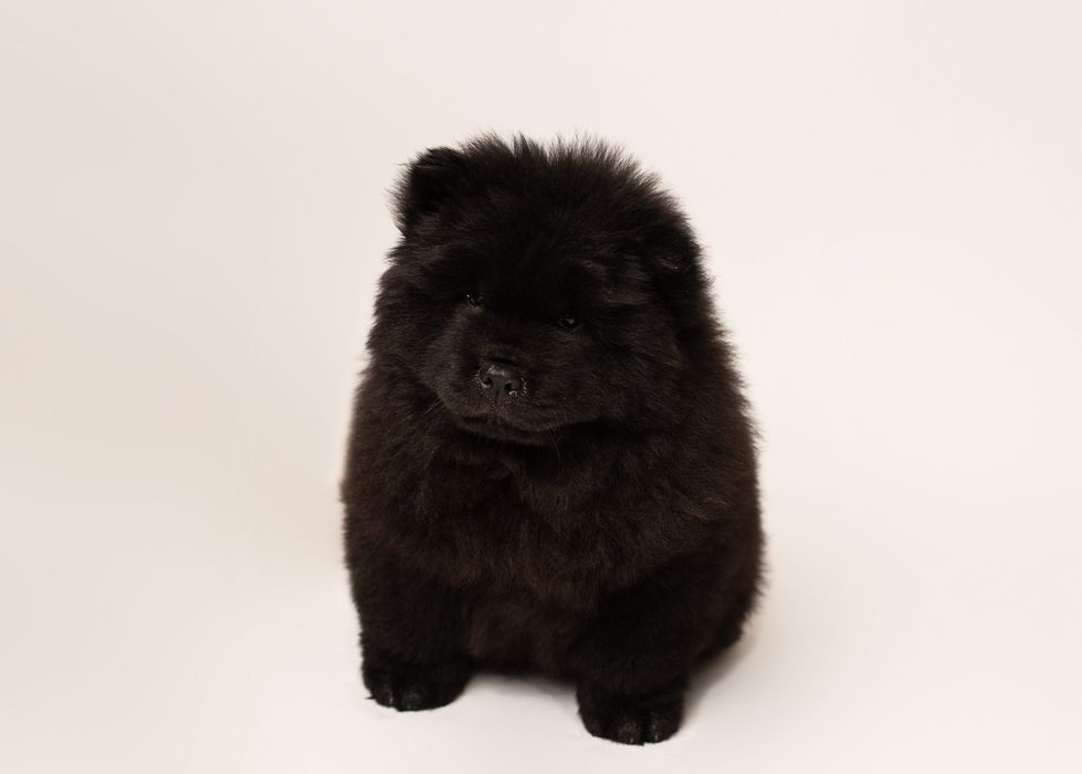Chow -Chow FCI/ZKwP