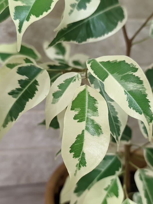 Фікус Де Гантель